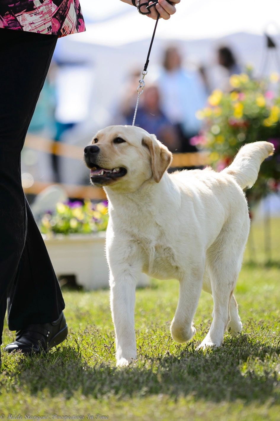 Byers Peak Kennels, Palmer Alaska